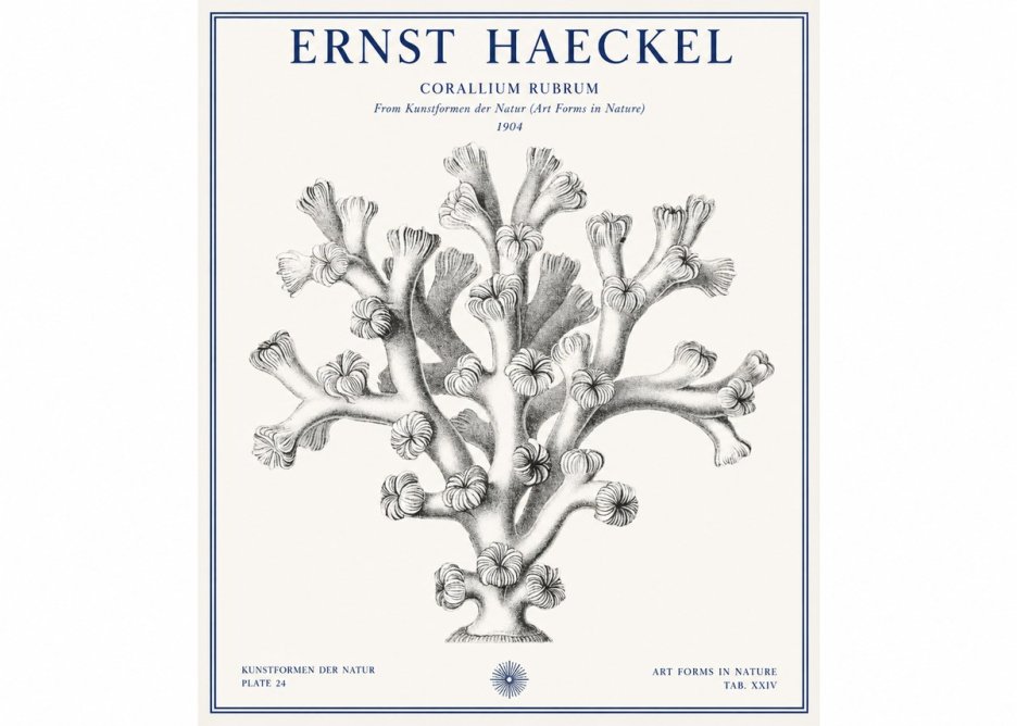Ernst Haeckel Corallium Rubrum II No1 - Poszter