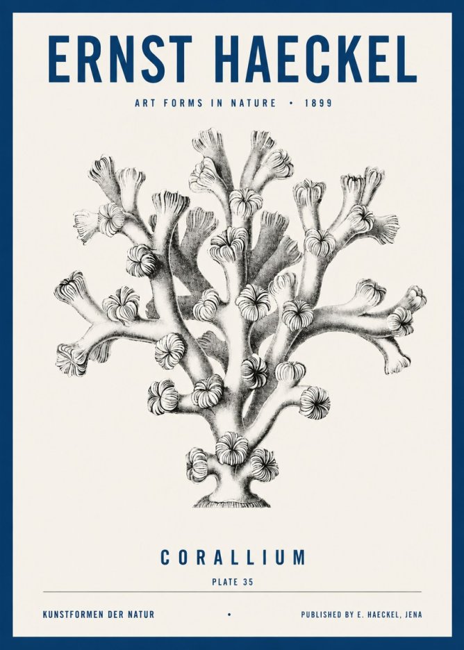 Ernst Haeckel Corallium Rubrum II No4 - Poszter