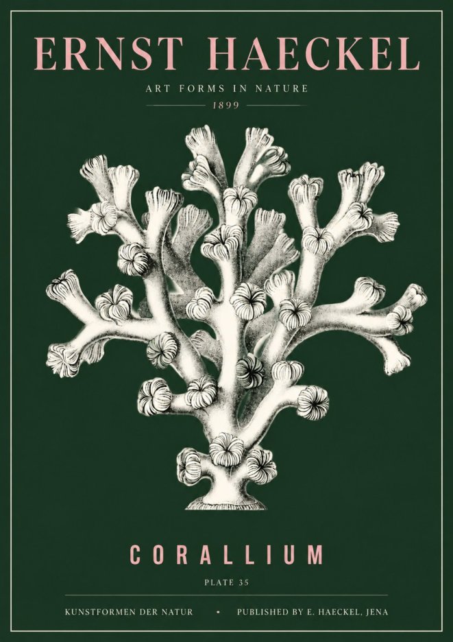 Ernst Haeckel Corallium Rubrum II No5 - Poszter