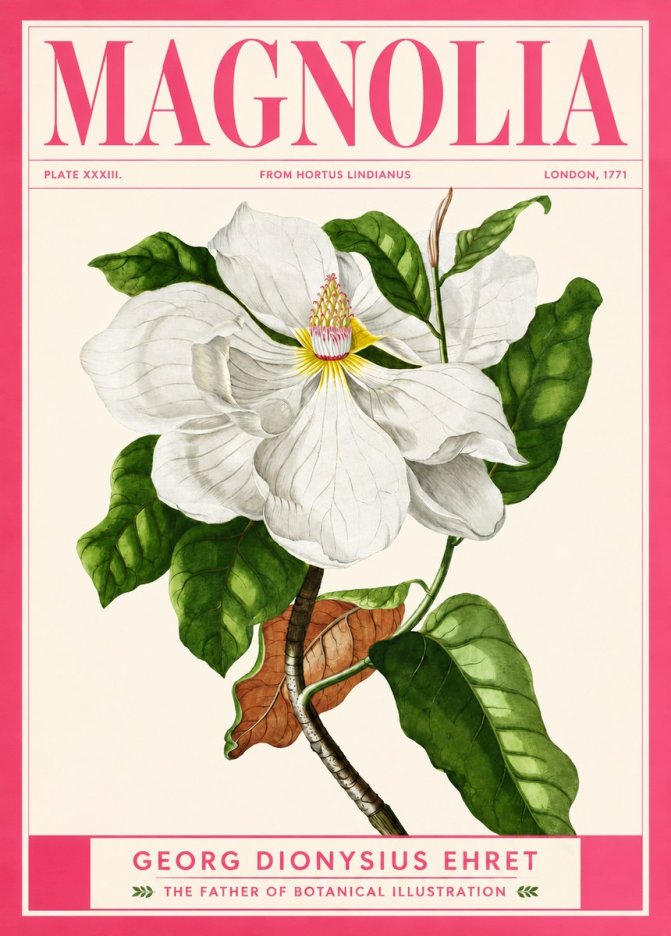 Georg Dionysius Ehret Magnolia Maxima - Flowering Branch No2 - Poszter