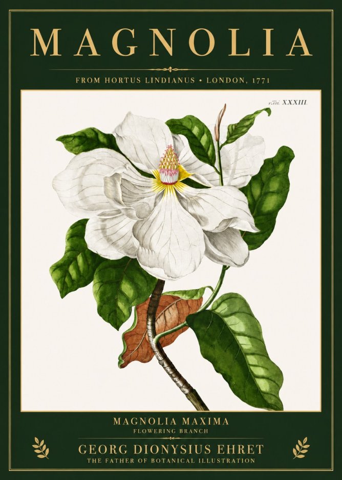 Georg Dionysius Ehret Magnolia Maxima - Flowering Branch No3 - Poszter