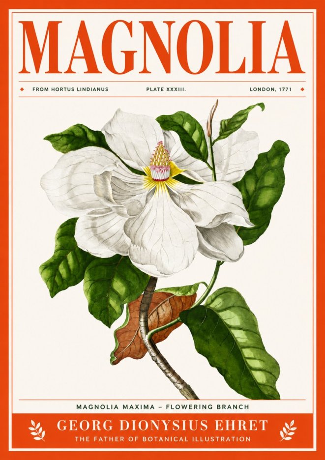 Georg Dionysius Ehret Magnolia Maxima - Flowering Branch No4 - Poszter