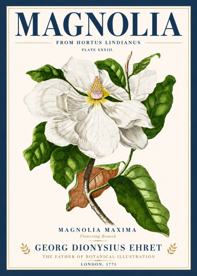 Georg Dionysius Ehret Magnolia Maxima - Flowering Branch No6 - Poszter