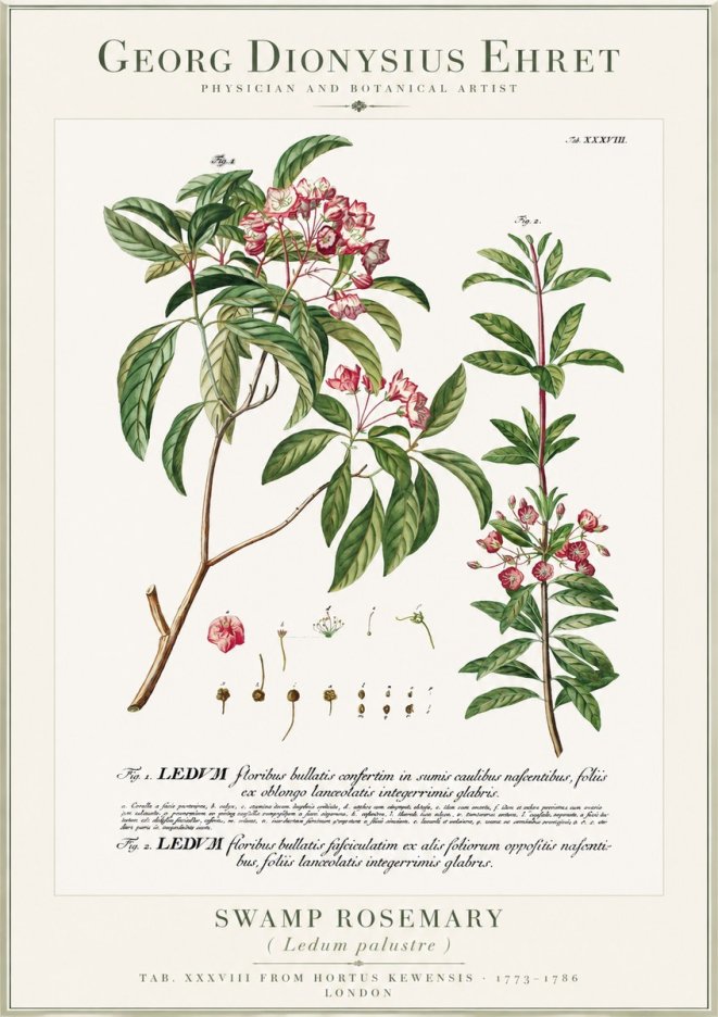 Georg Dionysius Ehret Swamp Rosemary (Ledum Palustre) No1 - Poszter