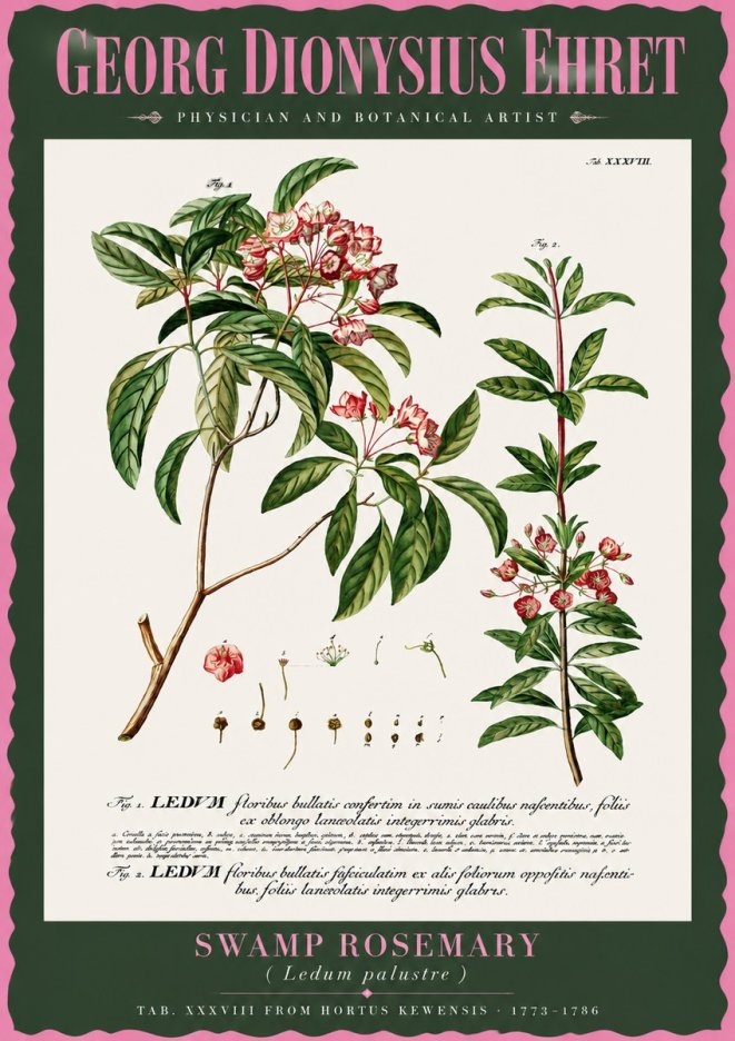 Georg Dionysius Ehret Swamp Rosemary (Ledum Palustre) No2 - Poszter