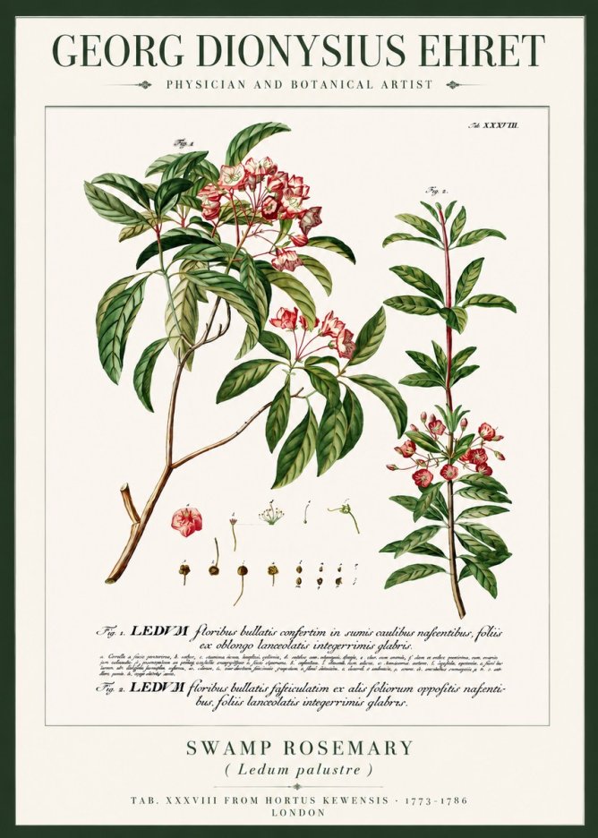 Georg Dionysius Ehret Swamp Rosemary (Ledum Palustre) No3 - Poszter