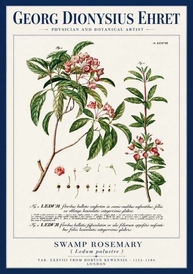 Georg Dionysius Ehret Swamp Rosemary (Ledum Palustre) No4 - Poszter