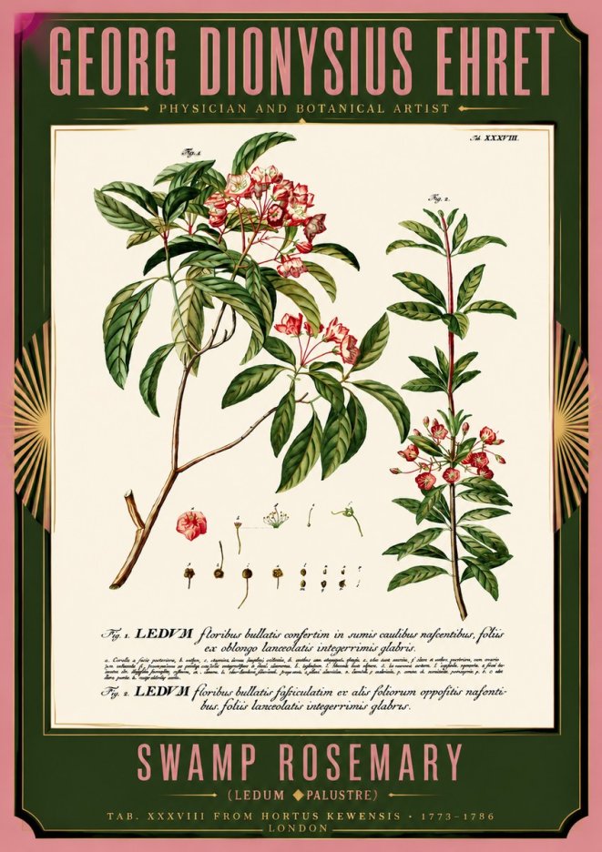 Georg Dionysius Ehret Swamp Rosemary (Ledum Palustre) No5 - Poszter