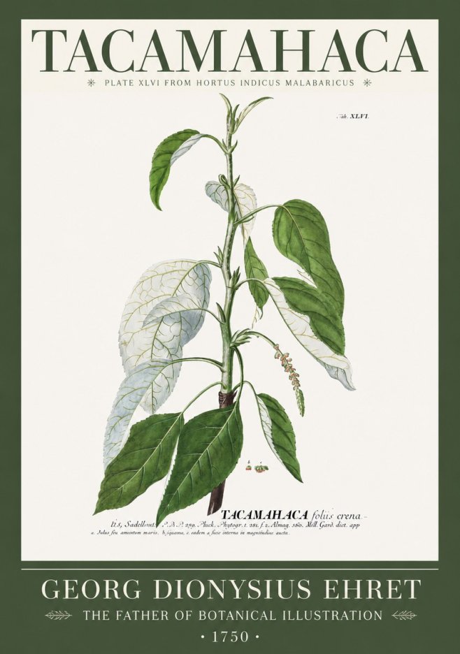 Georg Dionysius Ehret Tacamahaca (Saddlewood) No2 - Poszter