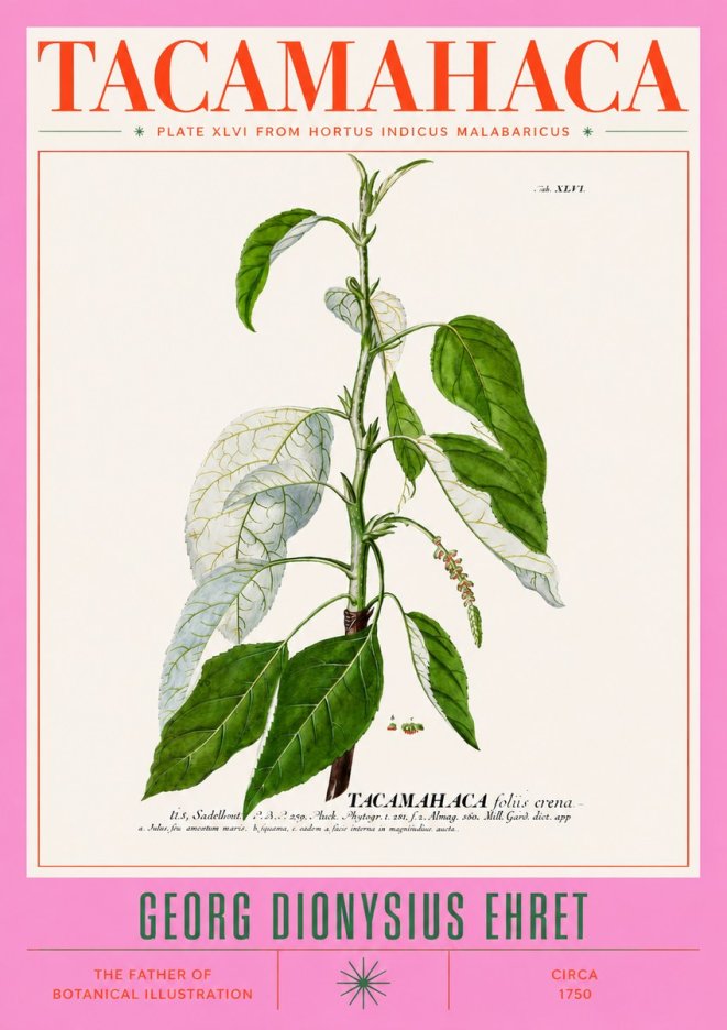 Georg Dionysius Ehret Tacamahaca (Saddlewood) No3 - Poszter