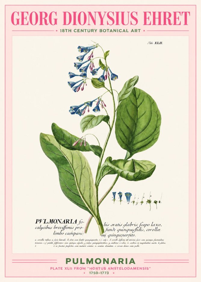 Georg Dionysius Ehret Pulmonaria No2 - Poszter