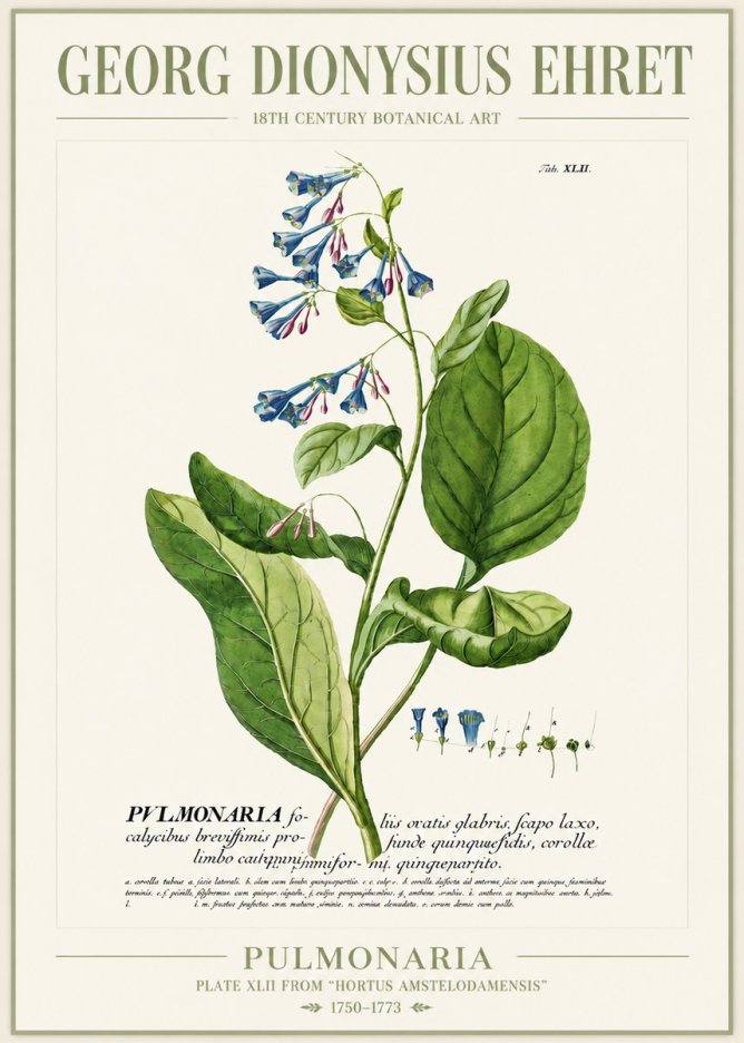 Georg Dionysius Ehret Pulmonaria No4 - Poszter