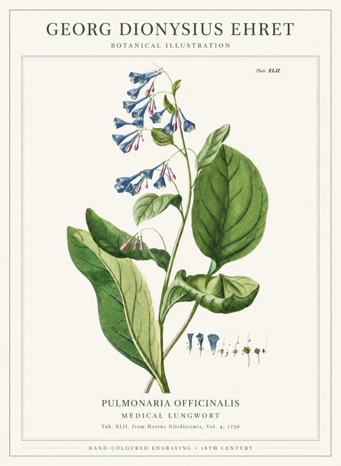 Georg Dionysius Ehret Pulmonaria No6 - Poszter