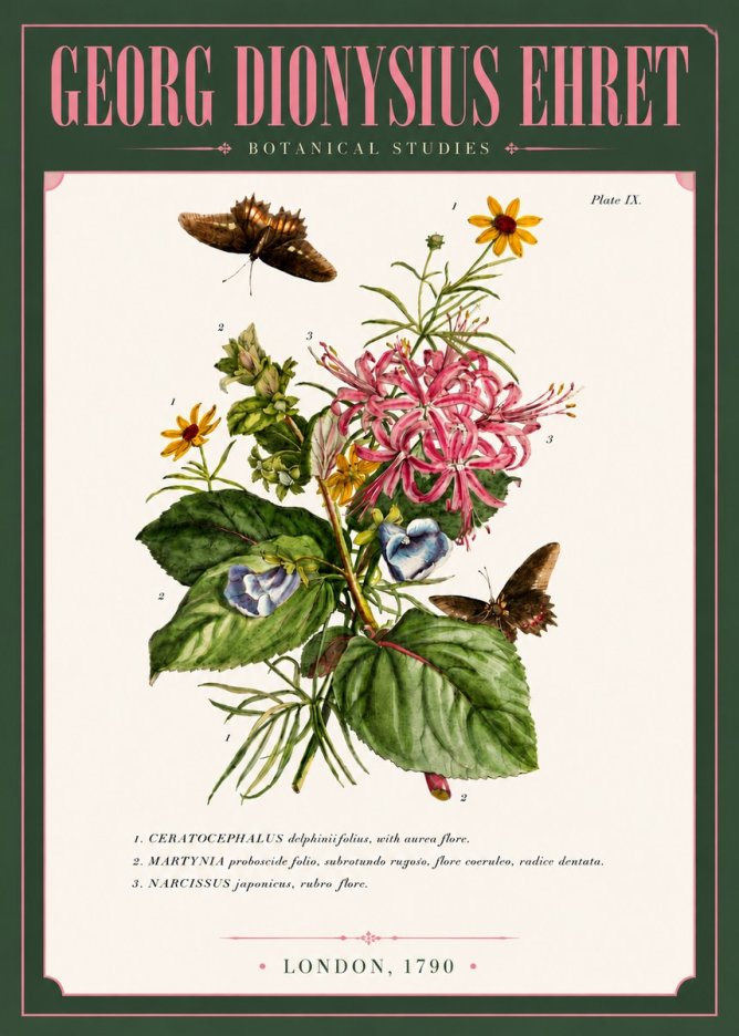 Georg Dionysius Ehret Botanical Studies - Plate Ix No6 - Poszter