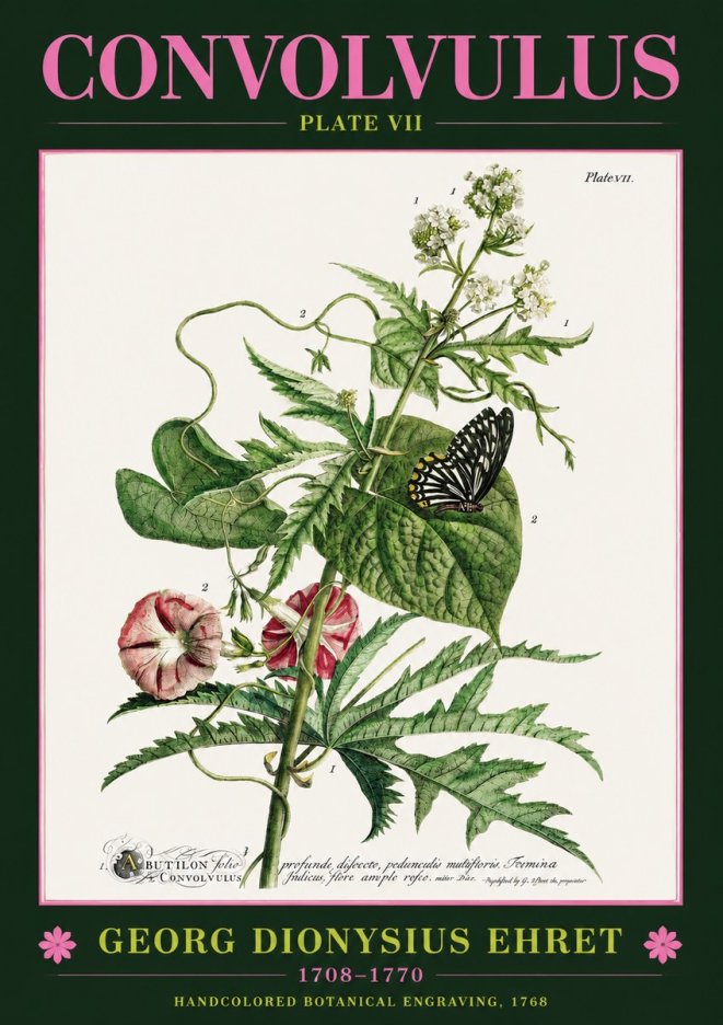 Georg Dionysius Ehret Convolvulus - Plate Vii No2 - Poszter