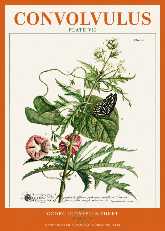 Georg Dionysius Ehret Convolvulus - Plate Vii No3 - Poszter