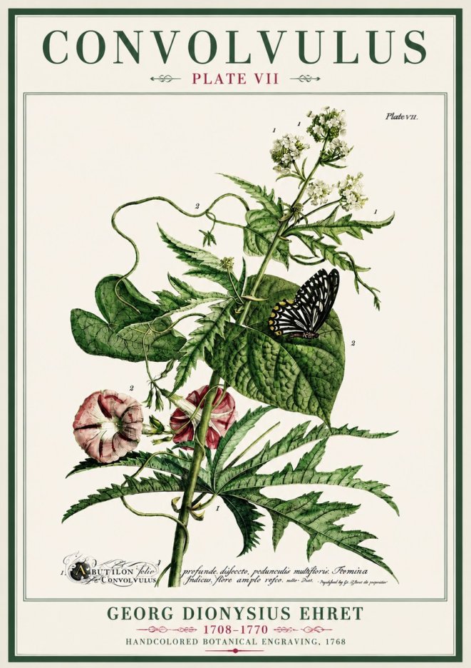 Georg Dionysius Ehret Convolvulus - Plate Vii No4 - Poszter