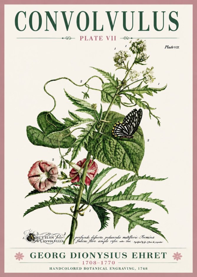 Georg Dionysius Ehret Convolvulus - Plate Vii No6 - Poszter