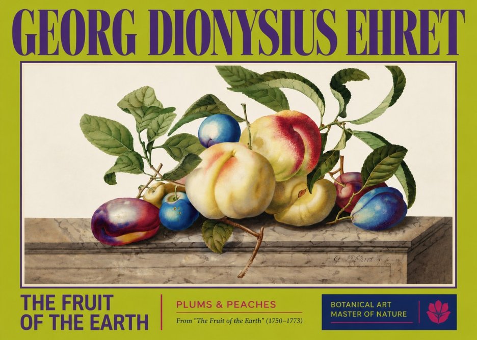 Georg Dionysius Ehret Plums & Peaches No3 - Poszter
