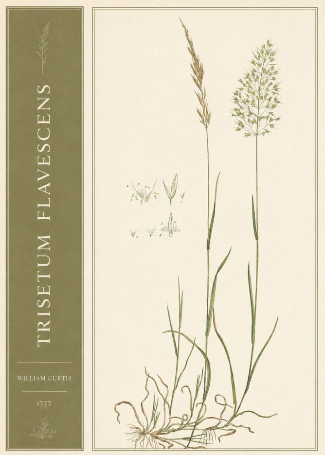 William Curtis Trisetum Flavescens I No2 - Poszter