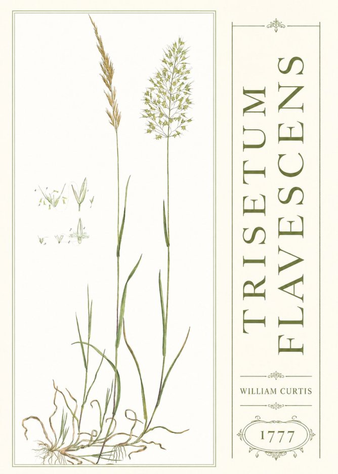 William Curtis Trisetum Flavescens I No3 - Poszter