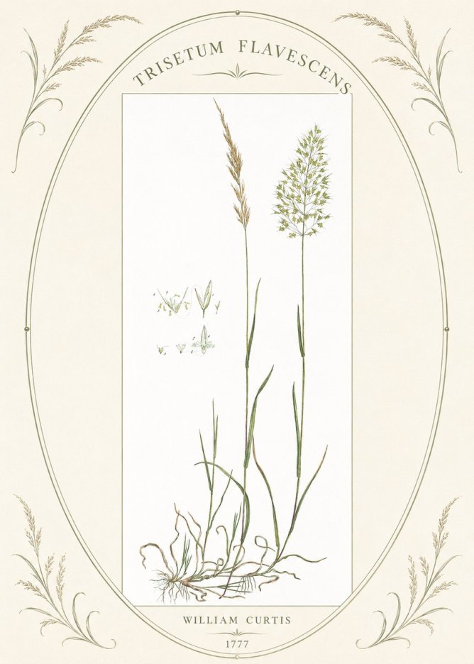 William Curtis Trisetum Flavescens I No4 - Poszter