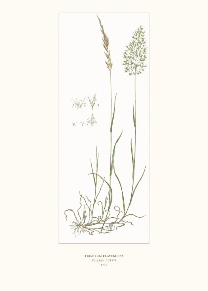 William Curtis Trisetum Flavescens I No6 - Poszter