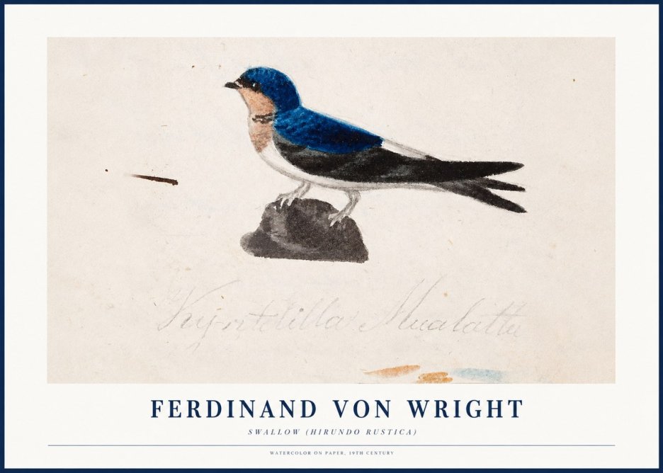 Ferdinand von Wright Swallow (Hirundo Rustica) No1 - Poszter