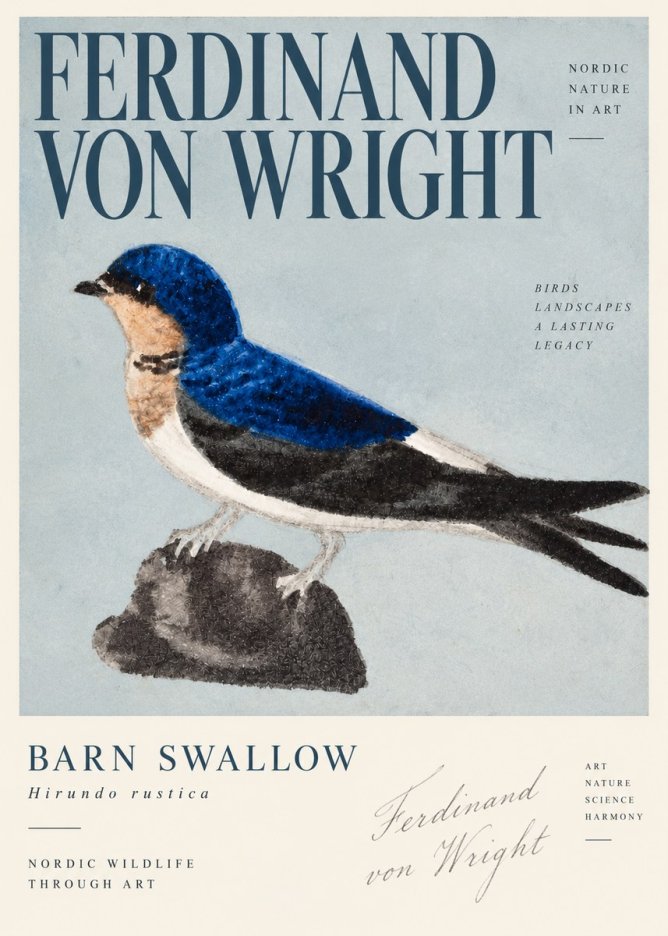 Ferdinand von Wright Swallow (Hirundo Rustica) No4 - Poszter