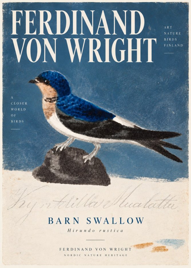 Ferdinand von Wright Swallow (Hirundo Rustica) No6 - Poszter
