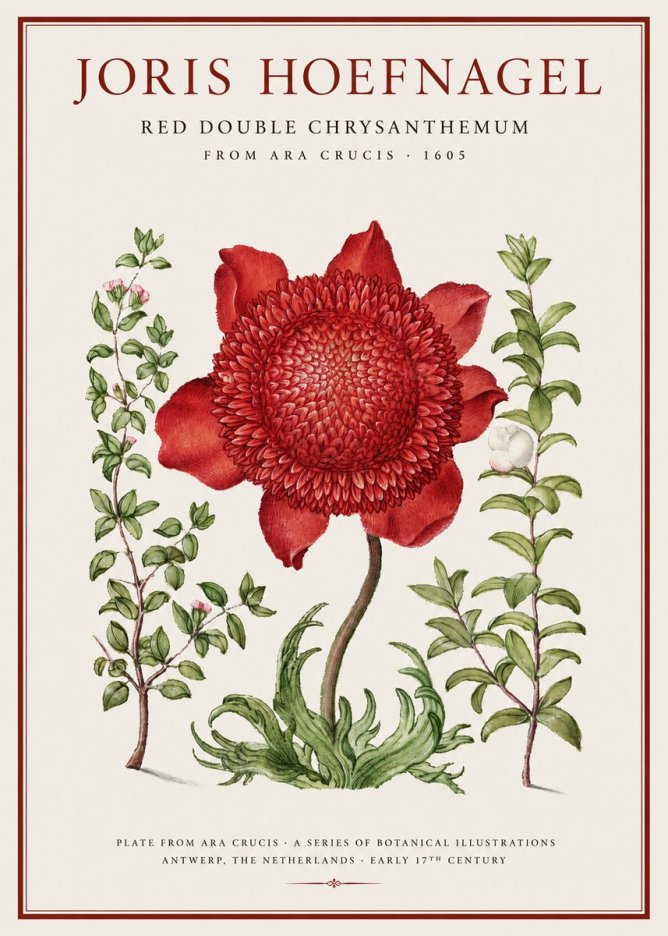 Joris Hoefnagel Red Double Chrysanthemum No1 - Poszter