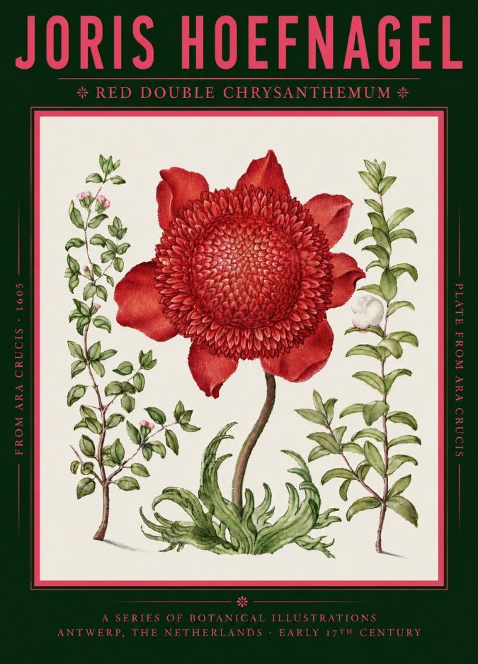 Joris Hoefnagel Red Double Chrysanthemum No2 - Poszter