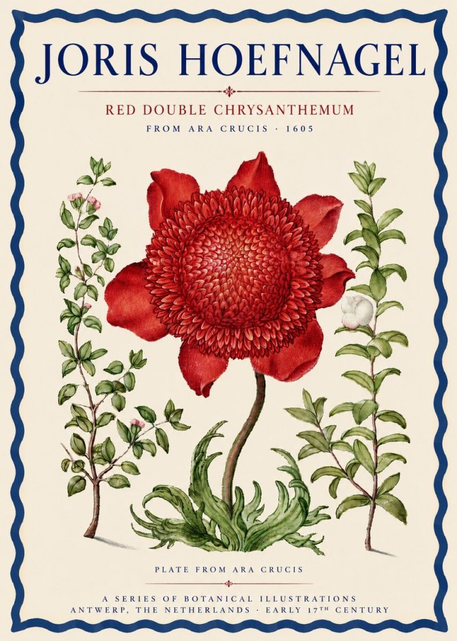 Joris Hoefnagel Red Double Chrysanthemum No3 - Poszter