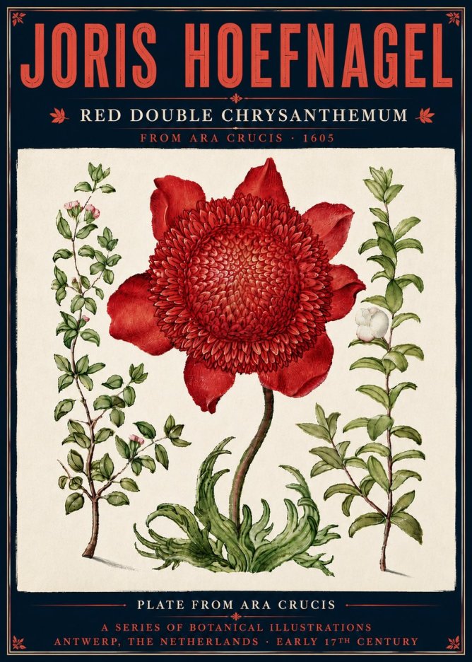Joris Hoefnagel Red Double Chrysanthemum No6 - Poszter