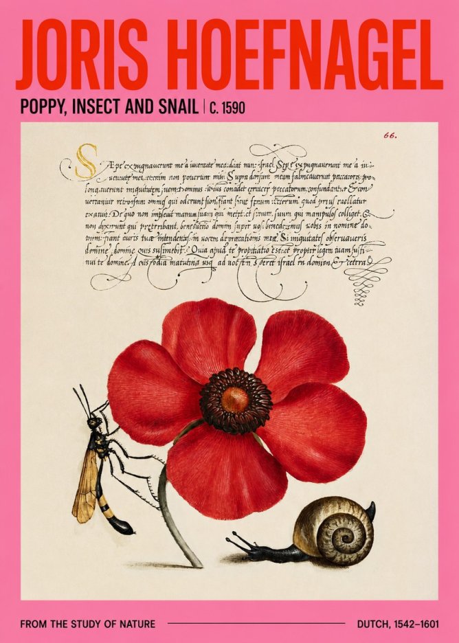 Joris Hoefnagel Poppy, Wasp & Snail No4 - Poszter