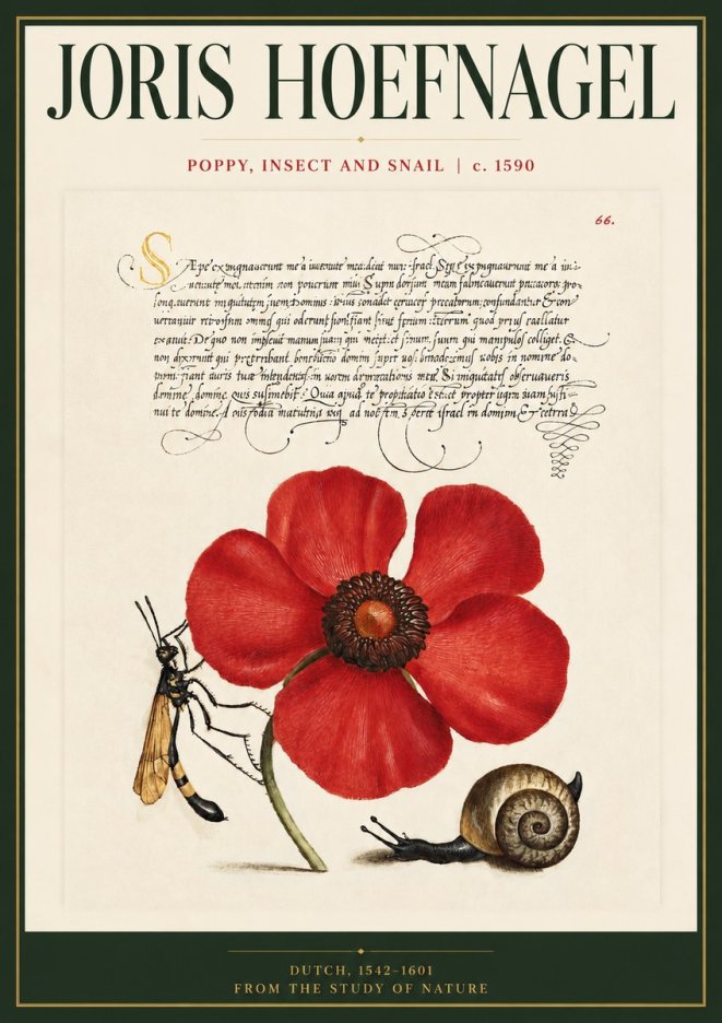 Joris Hoefnagel Poppy, Wasp & Snail No5 - Poszter