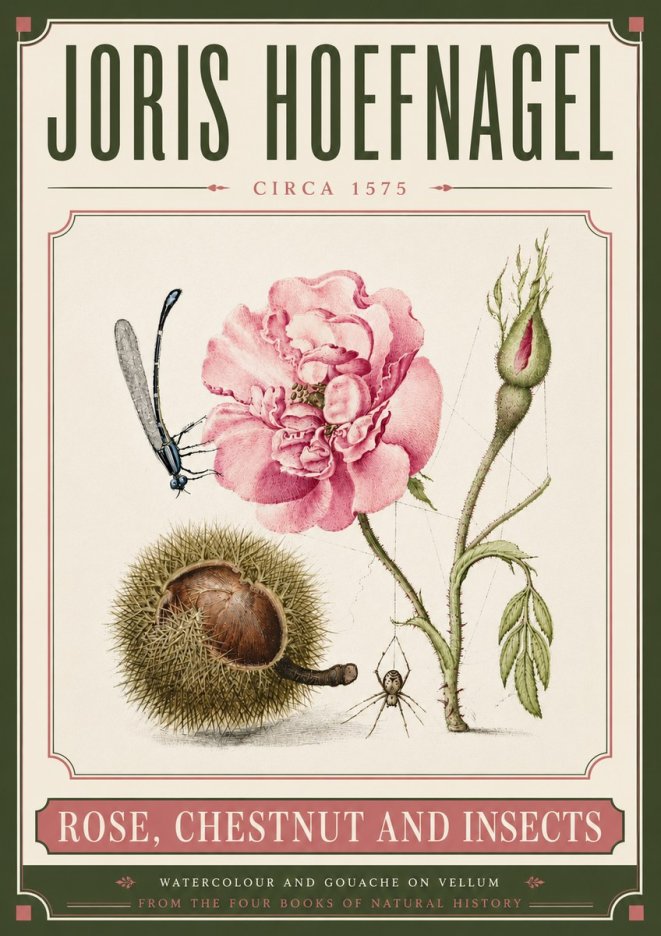 Joris Hoefnagel Rose, Chestnut and Insects No6 - Poszter