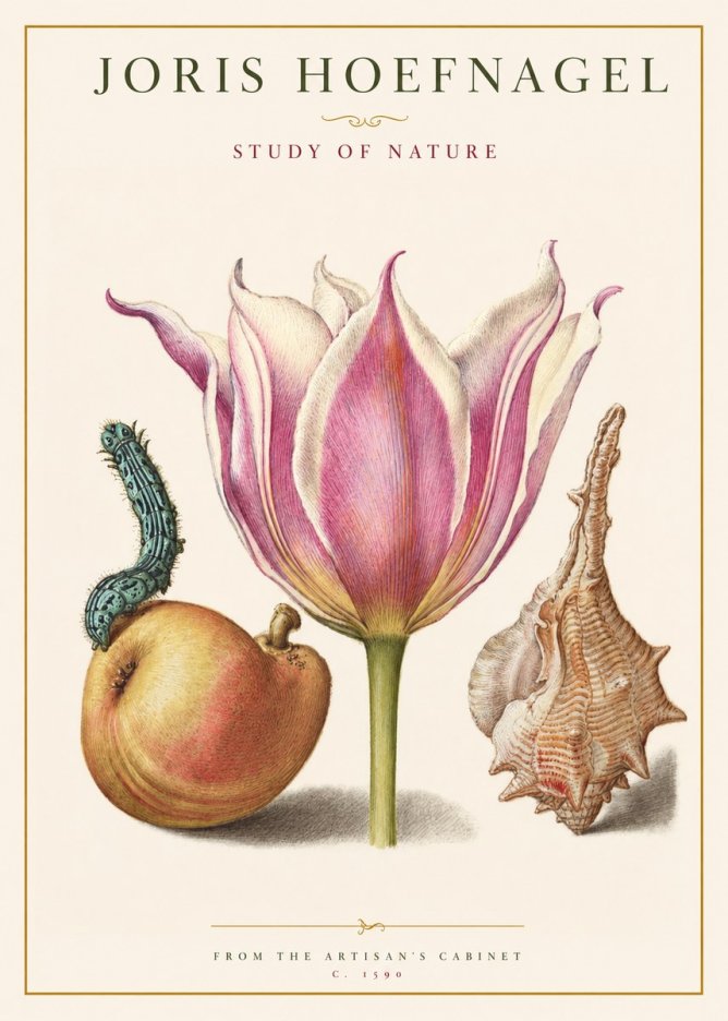 Joris Hoefnagel Tulip, Peach, Caterpillar & Seashell No2 - Poszter