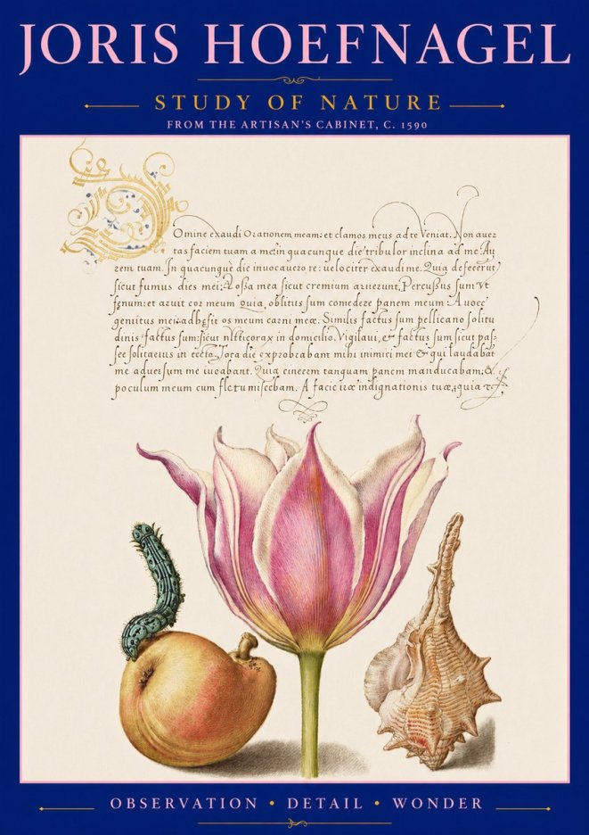 Joris Hoefnagel Tulip, Peach, Caterpillar & Seashell No3 - Poszter