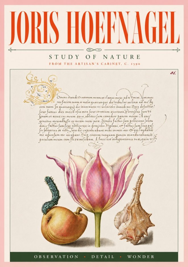 Joris Hoefnagel Tulip, Peach, Caterpillar & Seashell No5 - Poszter