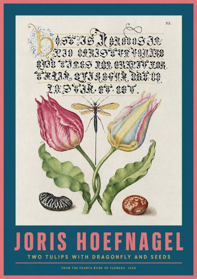 Joris Hoefnagel Two Tulips with Dragonfly and Seeds No2 - Poszter