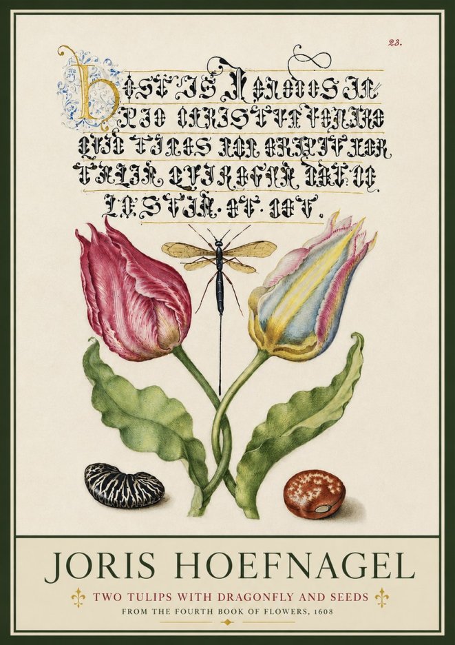 Joris Hoefnagel Two Tulips with Dragonfly and Seeds No3 - Poszter