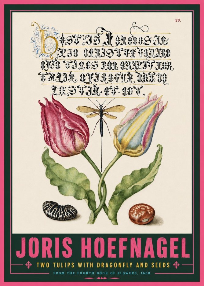 Joris Hoefnagel Two Tulips with Dragonfly and Seeds No5 - Poszter