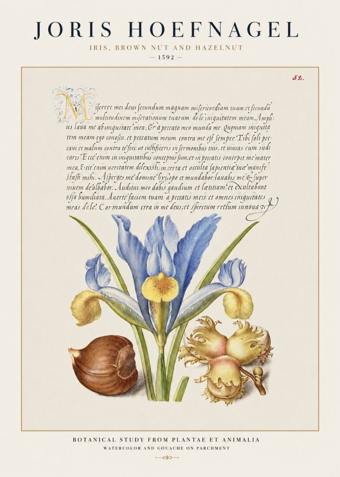 Joris Hoefnagel Iris, Brown Nut and Hazelnut No1 - Poszter