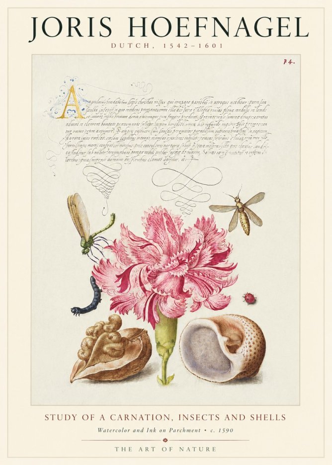 Joris Hoefnagel Study of a Carnation, Insects and Shells No1 - Poszter