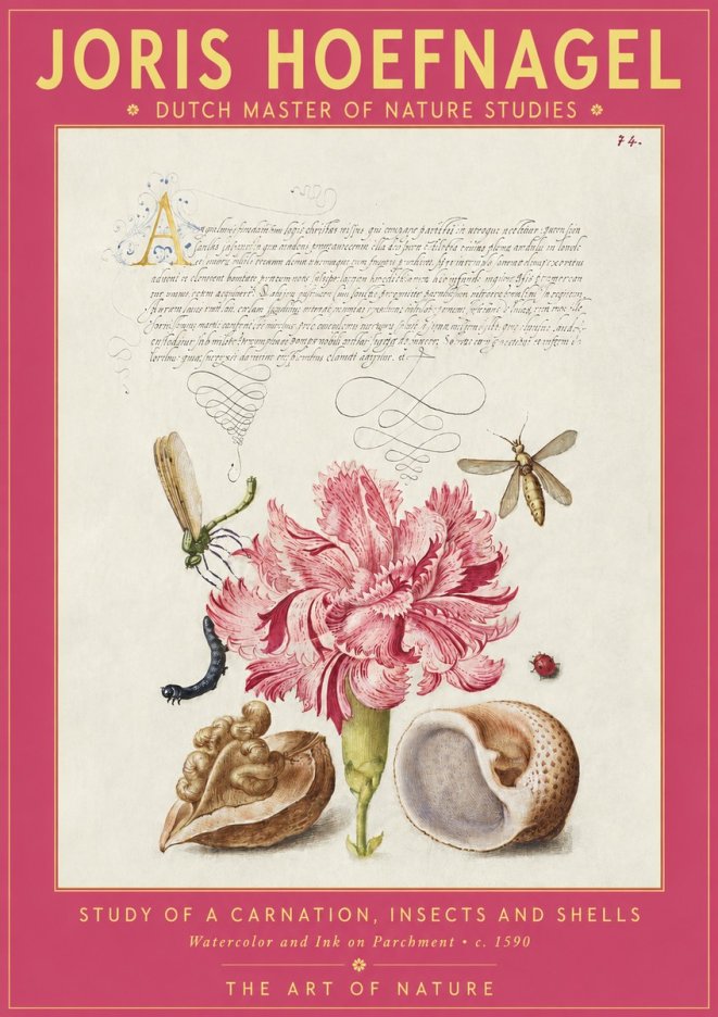 Joris Hoefnagel Study of a Carnation, Insects and Shells No2 - Poszter