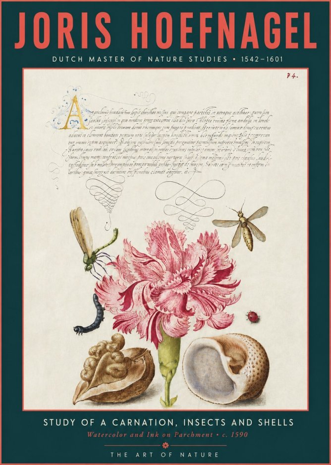 Joris Hoefnagel Study of a Carnation, Insects and Shells No3 - Poszter
