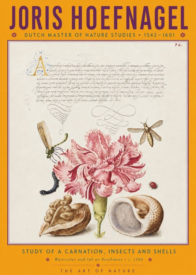 Joris Hoefnagel Study of a Carnation, Insects and Shells No4 - Poszter