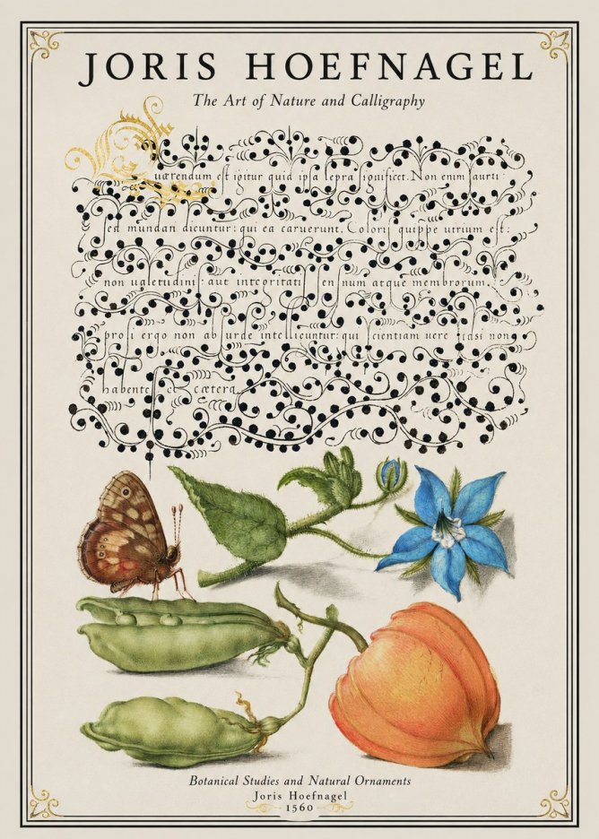 Joris Hoefnagel Study of Plants and Butterfly No2 - Poszter