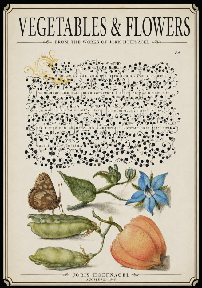 Joris Hoefnagel Study of Plants and Butterfly No3 - Poszter